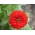 Карликовий садовий циннія "Ліліпутек" - червоний - 90 насінин - Zinnia elegans - насіння