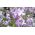 Feliz jardin - 2160 semillas - Matthiola bicornis