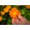 Happy Garden - "Whirling Marigold" - البذور التي يمكن أن ينمو الأطفال! - 216 بذور - Calendula officinalis - ابذرة
