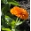 Pot kadife çiçeği "Orange Gem" - turuncu; yoğurtlar, ortak kadife çiçeği, Scotch kadife çiçeği - 108 tohum - Calendula officinalis - tohumlar