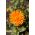 냄비 메리 골드 "오렌지 광선"- 오렌지; ruddles, 일반적인 marigold, Scotch marigold - Calendula officinalis - 씨앗