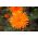 ポットマリーゴールド "Orange Rays"  - オレンジ。ラドル、コモンマリーゴールド、スコッチマリーゴールド - Calendula officinalis - シーズ