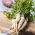 Persilja - Halblange - såband  - Petroselinum crispum  - frön