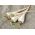 Pētersīļi - Halblange - sēklu lentes - Petroselinum crispum  - sēklas