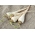 เมล็ดเคลือบ - ผักชีฝรั่ง "Halblange" (Eagle) - ปานกลางปานกลาง - 300 เมล็ด - Petroselinum crispum 