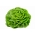 Hlávkový salát Butterhead "Voorburg Wonder" - světle zelená, středně pozdní odrůda - Lactuca sativa L. var. Capitata - semena