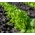 Lehtisalaatti - Foliosa - Salad Bowl - 945 siemenet - Lactuca sativa var. foliosa