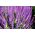 مریم جنگل - بنفش - گل آبی؛ کلارک بالکان - Salvia nemorosa - دانه