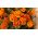 法国万寿菊“嘉年华” -  315种子 - Tagetes patula L. - 種子