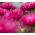 aster igle-latice "Romeo" - češnjevo rdeča - 360 semen - Callistephus chinensis  - semena