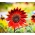 Bunga matahari hias "Evening Sun" - merah-coklat - 50 biji - Helianthus annuus