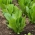 Baby Leaf  - 罗马生菜“Parris Island Cos” - Lactuca sativa L. var. longifolia - 種子