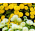 Feverfew - zmes semien; bakalárske gombíky - Chrysanthemum parthenium - semená