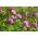 Raudonasis dobilas -  Rozeta - 1 kg - Trifolium pratense - sėklos