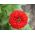 Bandeira austríaca - sementes de 3 espécies de plantas com flores - 