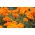 프랑스 메리 골드 "귤"- 저지대 품종, 주황색 꽃 - 315 종 - Tagetes patula nana  - 씨앗