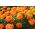 ดาวเรืองฝรั่งเศส "Tangerine" - พันธุ์ที่เติบโตต่ำ, ส้มบุปผา - 315 เมล็ด - Tagetes patula nana 