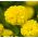 Mexican marigold "Mann im Mond" - tall growing variety, lemon blooms - 270 seeds
