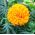 Meksički neven "Mary Helen" s cvjetovima limuna - 270 sjemenki - Tagetes erecta  - sjemenke