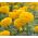 Μεξικάνικη κατιφέ "Mary Helen" με άνθη λεμονιού - 270 σπόρους - Tagetes erecta  - σπόροι