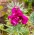 Stok serigala "Varsovia Kama" - merah muda merah muda; bunga gilly - Matthiola incana annua - biji