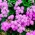 Flossflower "Pink Ball" - pink; bluemink, blueweed, pussy foot, Mexican paintbrush - 2160 seeds