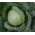 ホワイトヘッドキャベツ「Polar」 - Brassica oleracea var. Capitata - シーズ