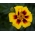 프랑스 메리 골드 "Ania"- 단일 꽃, 벌꿀 카마 인 다양성 - Tagetes patula nana  - 씨앗