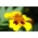 Marigold Perancis "Beata" - bunga tunggal, madu-carmine - Tagetes patula - benih