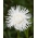 Ihličia aster "Angora" - biela - 225 semien - Callistephus chinensis  - semená