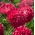 Kerdil aster "Holderlin" - merah jambu - 225 biji - Callistephus chinensis  - benih