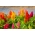 매화 된 콕의 빗 "기모노"- 다양한 믹스; 은빛 수탉의 빗 - Celosia argentea plumosa - 씨앗