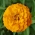 Циннія цвітіння георгіна "Кірке" - жовта - Zinnia elegans fl.pl. Dahliaeflora - насіння
