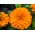 ダリアの花のある百日草「Orys」 - オレンジ - Zinnia elegans fl.pl. Dahliaeflora - シーズ