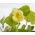 Štít nasturtium "Vanilla Ice" - vanilka-bílá - Tropaeolum peltophorum - semena