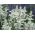Salvia farinacea - White Bedder - frön
