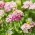 글로브 candytuft "로사 추기경"- 핑크; 정원 candytuft - 720 종자 - Iberis amara umbellata - 씨앗