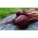 جذر الشمندر الأحمر "مولان روج" - مجموعة أحادية التنوع - Beta vulgaris - ابذرة