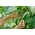 矮小的绿色法国豆“Delinel” - Phaseolus vulgaris L. - 種子