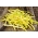 الفاصوليا الفرنسية الصفراء "ليفيا" - مجموعة متنوعة من الأقزام - Phaseolus vulgaris L. - ابذرة