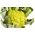 콜리 플라워 "Trevi F1"녹색 머리 - Brassica oleracea L. var.botrytis L. - 씨앗