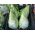 Belo glavnato zelje "Filderkraut" - konično - Brassica oleracea var. Capitata - semena