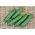 Cucumber "Picolino F1" - greenhouse, short fruit variety - 10 seeds