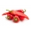 Biber "Sanatçı" - kırmızı ve tatlı - Capsicum L. - tohumlar