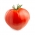 Polje paradajza "Herodes" - visoka sorta - Lycopersicon esculentum Mill  - sjemenke