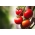 Tomate - Moneymaker - 180 sementes - Lycopersicon esculentum Mill