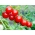 Pomidoras - Sweetbaby - Lycopersicon esculentum Mill  - sėklos