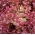 Салат червоного листя "Малиновий" - Lactuca sativa var. foliosa  - насіння