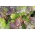 Šalát z červených listov "Rosela" - Lactuca sativa var. foliosa  - semená