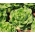 Lechuga mantecosa - All The Year Round - 855 semillas - Lactuca sativa var. Capitata